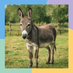 Foto de âne