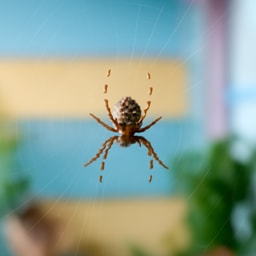 Foto de Spinne